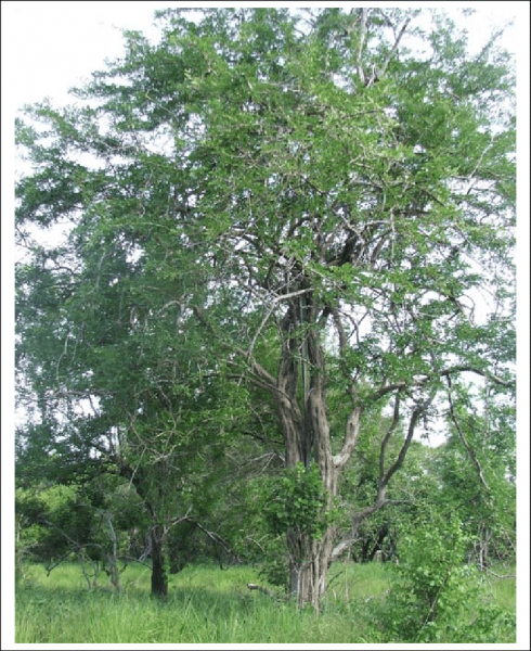African blackwood