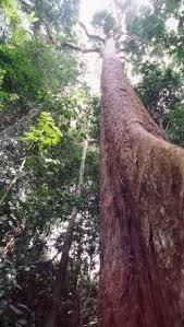 Bubinga
